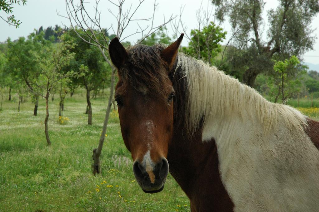蒙蒂亚诺Agriturismo Fontelisa别墅 外观 照片